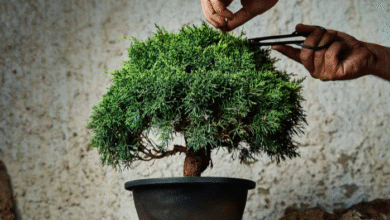 Starting Your Bonsai Journey: Finding Quality Trees