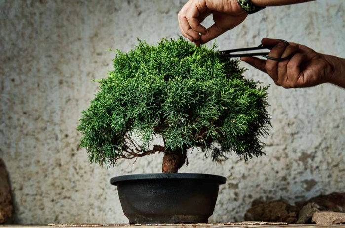 Starting Your Bonsai Journey: Finding Quality Trees