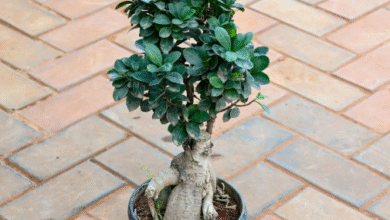 Ficus Bonsai Tree for Sale Online vs. Local Nursery: Which Should You Choose