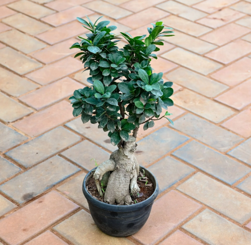 Ficus Bonsai Tree for Sale Online vs. Local Nursery: Which Should You Choose
