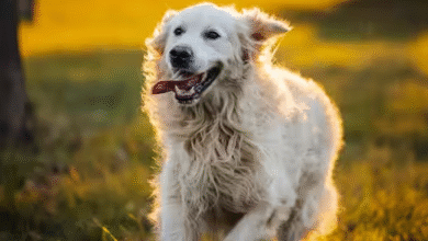 The Dog Bite On A Home Visit That Nobody Wanted Written Down